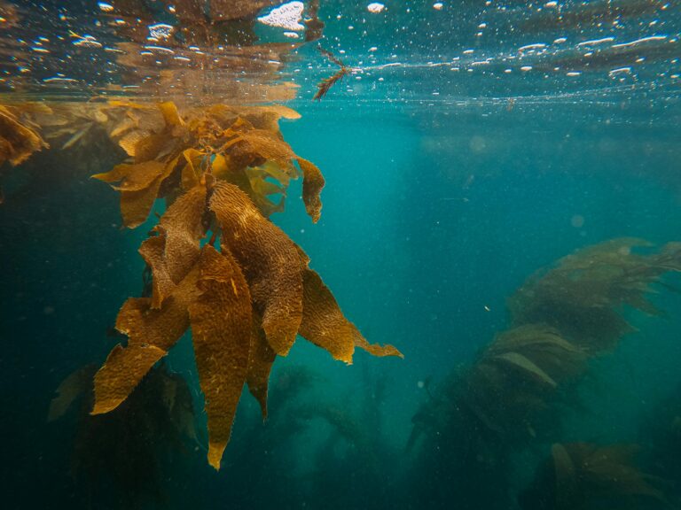 Explore the vibrant underwater world with lush sea kelp swaying in crystal clear ocean waters.