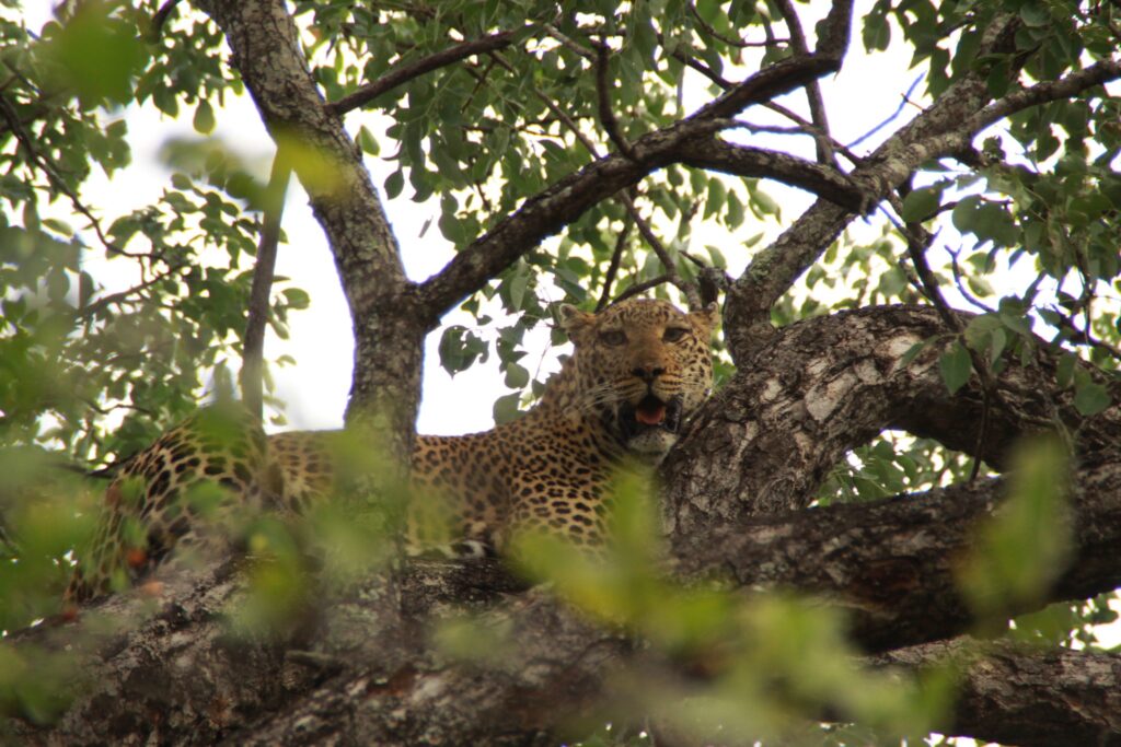 leopard in South Africa