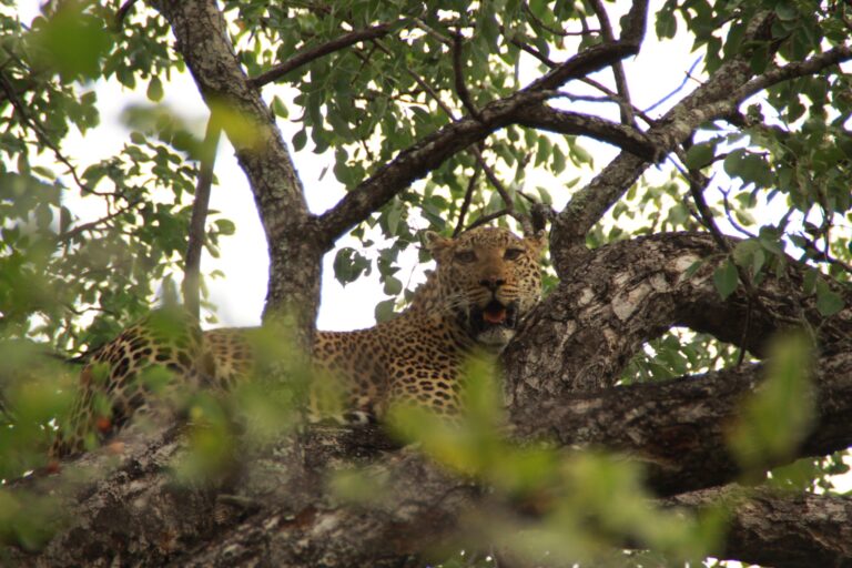 leopard in South Africa